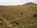 Catania - vegetazione